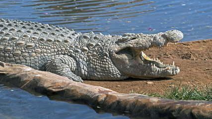 Nile crocodile
