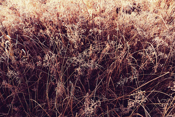 Autumn grass on the field