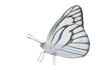 Fototapeta na wymiar Male of stripped albatross butterfly in white