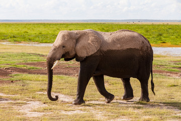 Elefanten