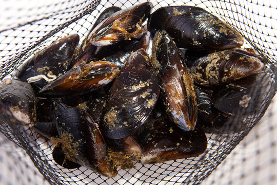 Fresh mussels on net