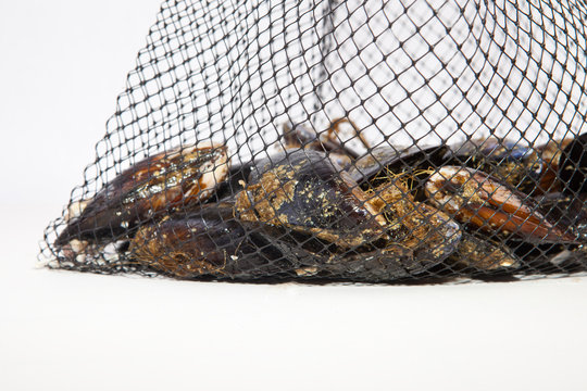 Fresh mussels on net