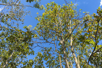 Early Autumn