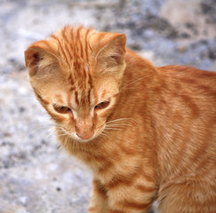 Gatto Europeo Rosso