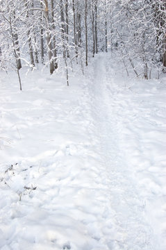 Winter landscape path