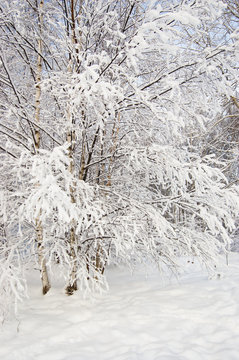 Winter landscape trees