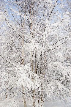 Winter landscape tree