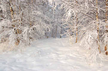 winter landscape track footsteps