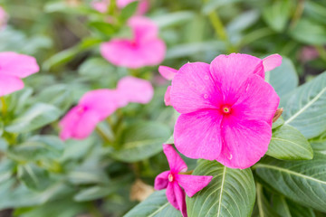beautiful pink vinca flowers(madagascar periwinkle) in garden