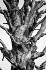 Unleave cutted tree. Black and white image