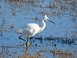 White bird, Little Egret (Egretta garzetta)