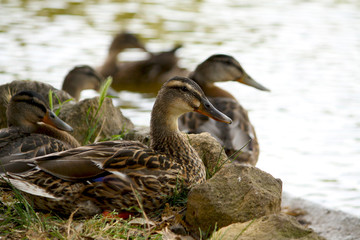 Gruppo di Anatre comuni