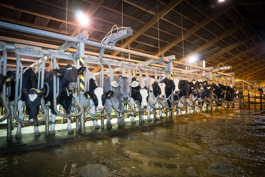 Moderner Kuhstall, Melkstand von aussen mit fixierten K&uuml;hen