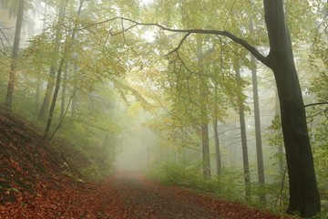 Obraz premium Path through early autumn forest on a foggy, rainy day