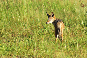 Black-backed jackal