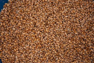 Wheat grains wallpaper in box