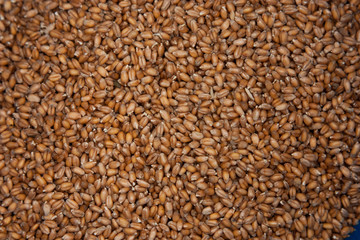 Wheat grains wallpaper in box