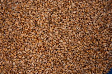 Wheat grains wallpaper in box