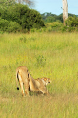 Lioness stretching