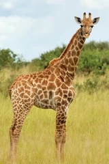 No drill light filtering roller blinds Giraffe Young giraffe