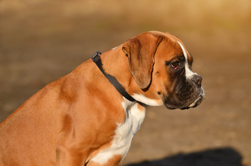 Boxer dog portrait