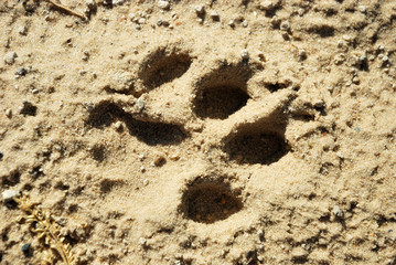 Cheetah spoor