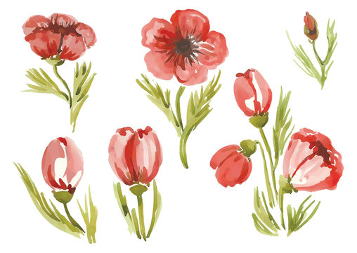 watercolor poppies in different styles