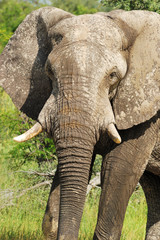 Fototapeta na wymiar Muddy elephant bull