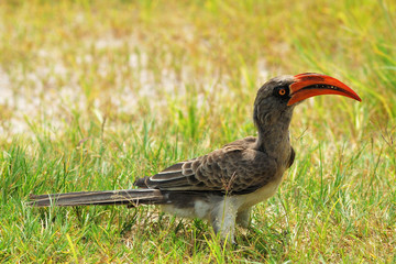 Fototapeta premium Bradfield's hornbill in the grass