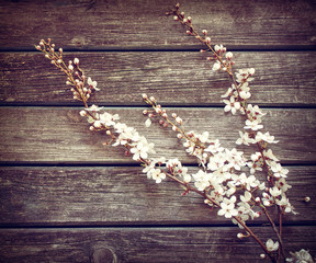 Cherry flowers on wooden background