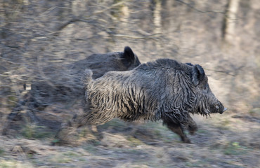 Wild boars running away