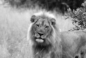 Photo sur Plexiglas Lion Lion à crinière blonde