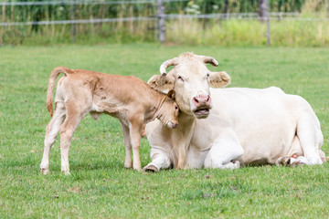 Bull calf hugging mother cow in green meadow