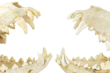 Two dogs skulls with open mouths isolated on white
