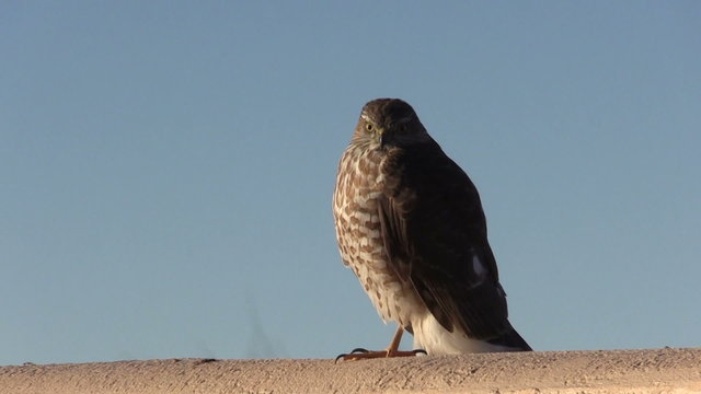 Sharp Shinned hawk