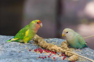 Two parakeet eating millet on rock