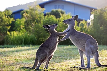 Deurstickers Kangoeroe Duwende kangoeroes