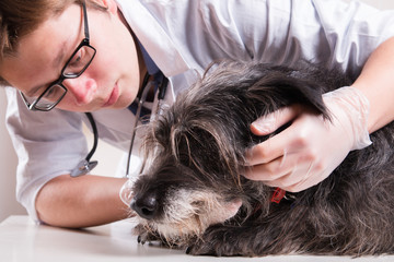 Vet examines the dog's head