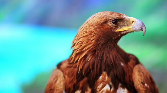 Close-up view of eagle, mongolia