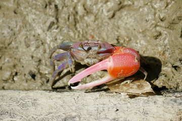 A Red Fiddler Crab