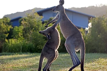Foto op geborsteld aluminium Kangoeroe Kangoeroes vechten