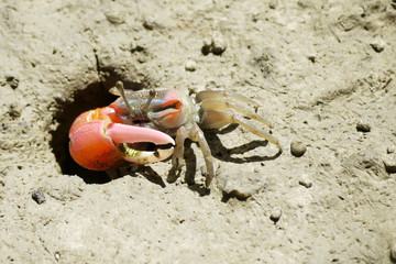 A Red Fiddler Crab