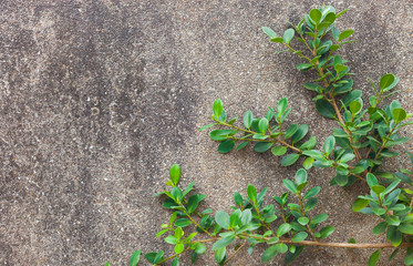 The Green Creeper Plant on wall