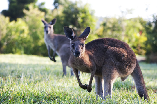 Kangaroos in the bush