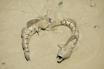 Portrait of a Blue Spotted Mud Skipper