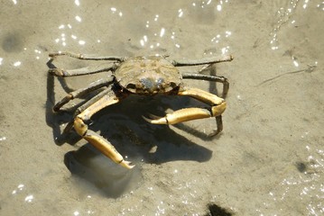 Portrait of a Spider Crab