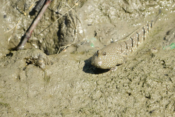 Portrait of a Blue Spotted Mud Skipper