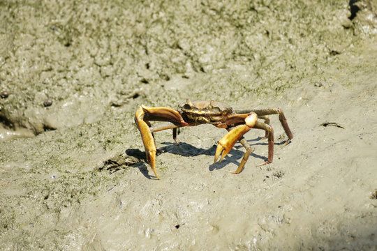Portrait of a Spider Crab