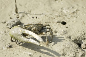 A Brown Fiddler Crab