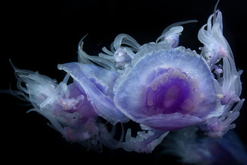 Crown Jellyfish
